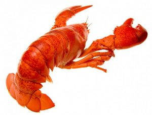 Lobster